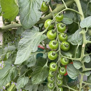 キュウリ,ナス,ミニトマト,プランター野菜,夏野菜の画像