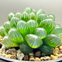 オブツーサ,ハオルチア,雫石,多肉植物,かわいいの画像