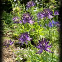 タマシャジン,iPhone撮影,青い花マニア,in札幌,in北海道の画像