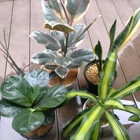 観葉植物,100均の画像