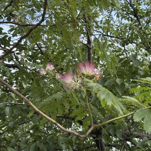 ネムノキ,木が好き♡,木はいいなあ,木曜日は木,樹木見上げ隊の画像