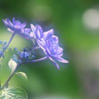 アジサイ,アジサイ,紫陽花,ガクアジサイ,ガクアジサイの画像