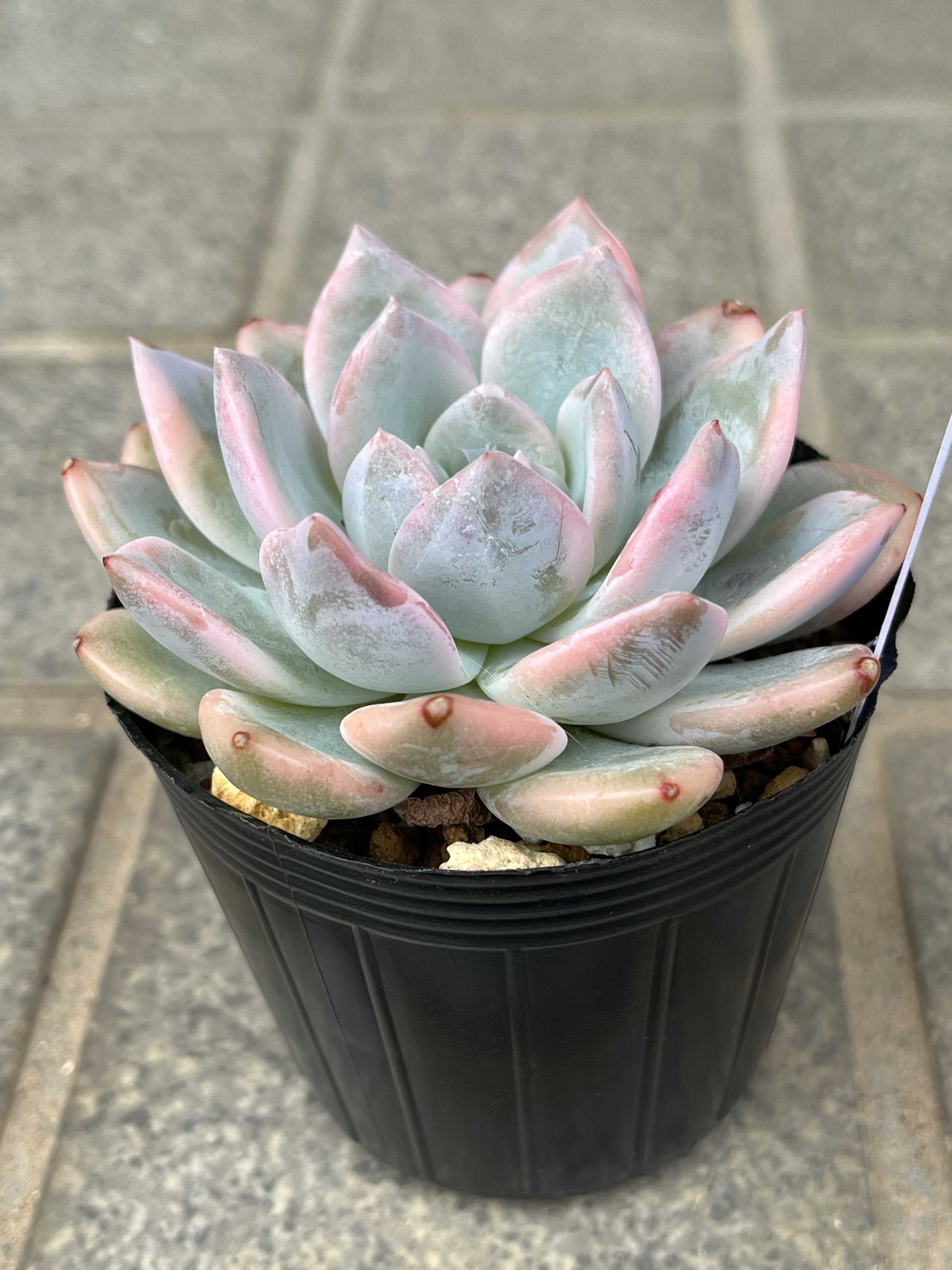 モンロー錦の一覧｜🍀GreenSnap（グリーンスナップ）