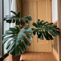 モンステラ,モンステラ,観葉植物,100均観葉植物,わが家の観葉植物❢の画像