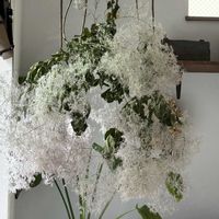 アジサイ,スモークツリー,ヒペリカム,紫陽花,ドライフラワーの画像
