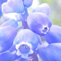 ムスカリ,お花,紫色, ムスカリ,紫色の花の画像