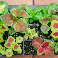 コリウス,花壇,ガーデニング,種から,タネまきの画像
