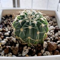 100均,植え替え,ダイソー,サボテン科,サボテン☆の画像