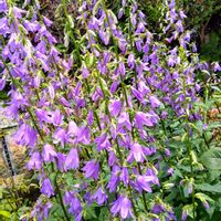 ハタザオキキョウ,花のある暮らし,小さな庭の画像
