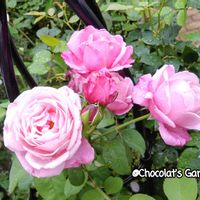 バラ,バラ,バラ,ガーデニング,花のある暮らしの画像