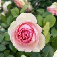 デルフィニウム,茶々,バラ ピエール ドウロンサール,スカビオサ・コーカシカ ファーマ,常緑クレマチス カートマニージョーの画像