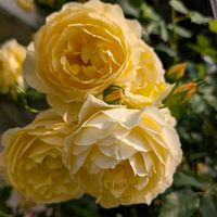 グラハム トーマス,今日の一枚,花のある暮らし,植物のある暮らし,花のある生活の画像