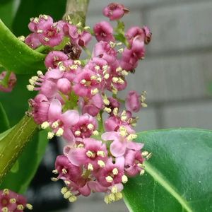ナナミノキ,樹木,植え込み,木に咲く花の画像