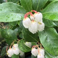 チェッカーベリー,チェッカーベリーの花,かわいい,きれい,花のある暮らしの画像