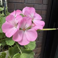 ゼラニウム,癒し,可愛らしい,花のある暮らし,ピンク色の花の画像