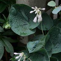 ギボウシ,地植え,花壇,開花,ガーデニングの画像