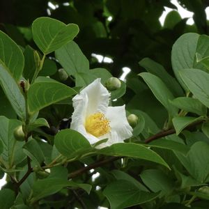 ナツツバキ,植栽,ツバキ科,われら樹木探検隊,お出かけ先の画像