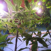 パキラ,パキラ・ミルキーウェイ実生,パキラ・グラブラ実生,観葉植物,癒しの画像