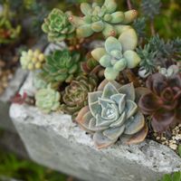 恋心,オリビア,メラコ,多肉植物,多肉植物寄せ植えの画像