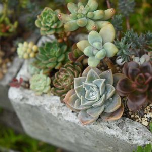 恋心,オリビア,メラコ,多肉植物,多肉植物寄せ植えの画像