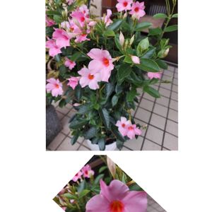 サンパラソル,母の日のプレゼント,幸せなひととき,いつもありがとう❤️,世界に平和をの画像