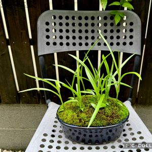 サギソウ,苔(コケ),山苔,鷺草,鷺草の画像