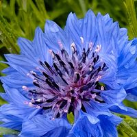 ヤグルマギク,矢車草,矢車菊,青い花,梅雨入り間近の画像