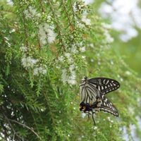 メラレウカ,ティーツリー,地植え,裏庭,庭木の画像