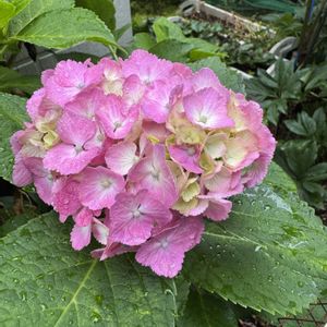 アジサイ,紫陽花 アジサイ あじさい,多肉女子,まつぴよの紫陽花,GSミニモニ。No.17の画像