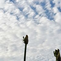 アガパンサス,花散歩,復興祈願,花友さんに感謝,空の画像