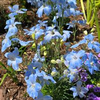 デルフィニウム アクアブルー,花壇,季節の花,季節の風物詩,四季の風景の画像
