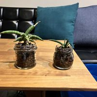 サンスベリア,サンスベリア ベラ,多肉植物,観葉植物,ハイドロカルチャーの画像