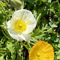 ヒナゲシ,今日のお花,お出かけ先の画像