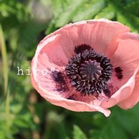 ヒナゲシ,楽しい！,小さな幸せ♡,素敵な色合い,元気な花の画像