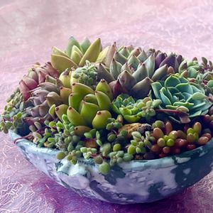 多肉植物の寄植え,多肉植物初心者,多肉植物の寄せ植え♡,青森県(*´˘`*)だーい好き❣❣,がんに負けるな！の画像