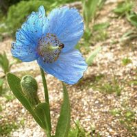 ヒナゲシ,ヒマラヤの青いケシ,アイスランドポピー,シャーレーポピー,ゴデチアの画像