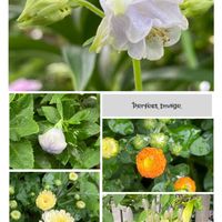アガパンサス,オダマキ,キキョウ,小菊,小菊の画像