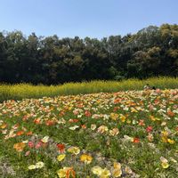 キンセンカ,ヒナゲシ,ヒナゲシ,ヒナゲシ,お出かけ先にての画像