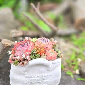 セダム,エケベリア,寄せ植え,多肉植物,多肉植物寄せ植えの画像