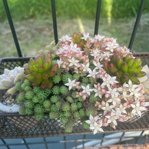 多肉の寄せ植え,ラブリー♡加速中,大人ラブリー,恋多きおばちゃん,放ったらかし隊の画像