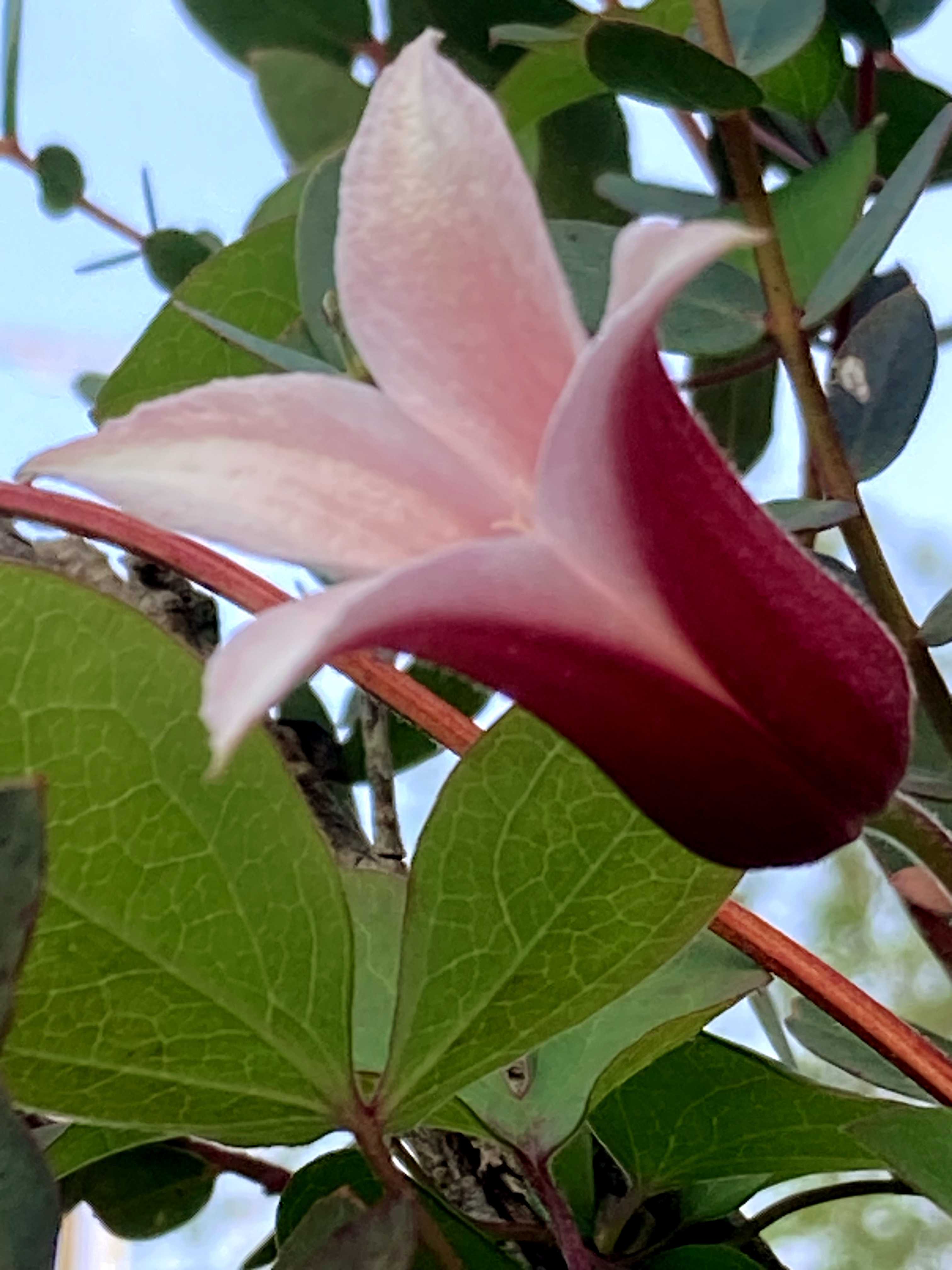 クレマチス チューリップ咲きの一覧｜🍀GreenSnap（グリーンスナップ）