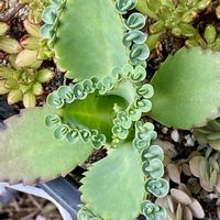 カランコエ,子宝弁慶草の画像