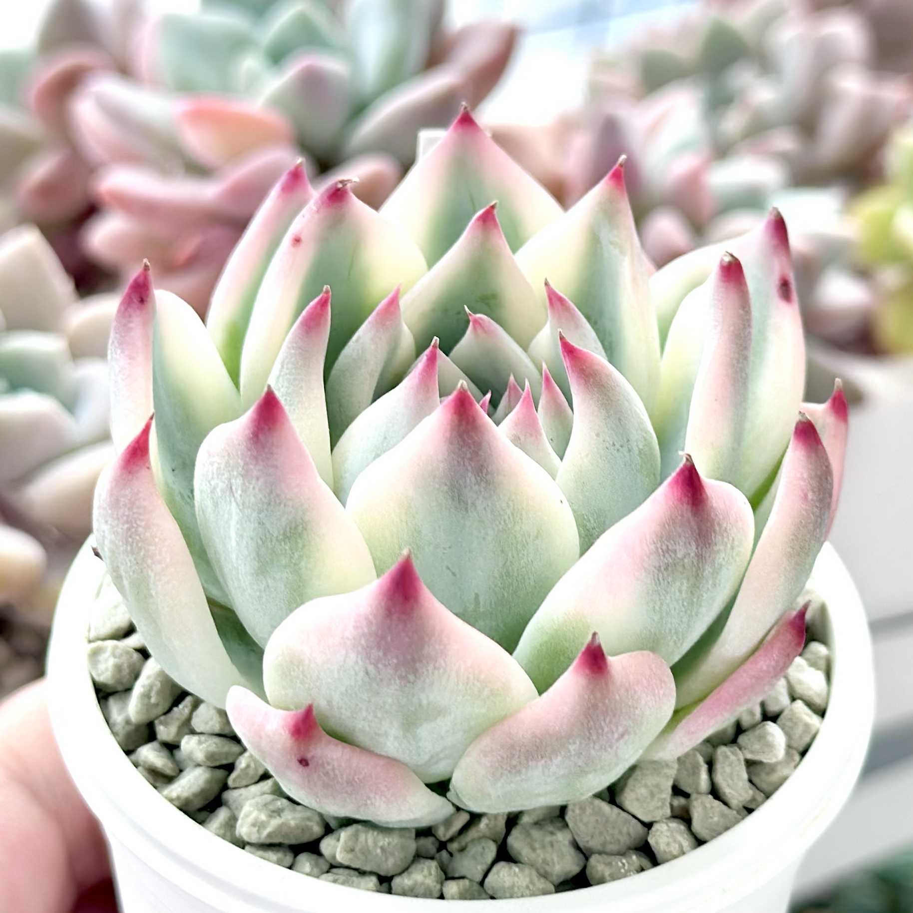 チワワエンシス錦の一覧｜🍀GreenSnap（グリーンスナップ）