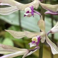 ウラシマソウ,サイハイラン,采配蘭,ラン科,多年草の画像