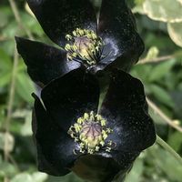 ヒナゲシ,ポピー,ポピー ブラックマジック,つやつや,今日のお花の画像