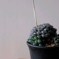 ハオルチア,ハオルチア オブツーサ,多肉植物,観葉植物,リビング・ダイニングの画像