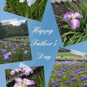 ショウブの画像