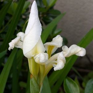 ショウブの画像