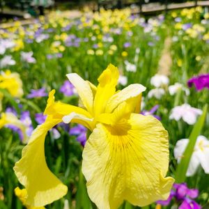 ショウブの画像