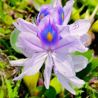 クチナシ,ホテイアオイ,モミジの画像